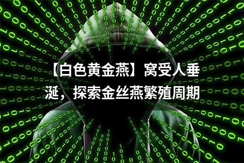 【白色黄金燕】窝受人垂涎，探索金丝燕繁殖周期