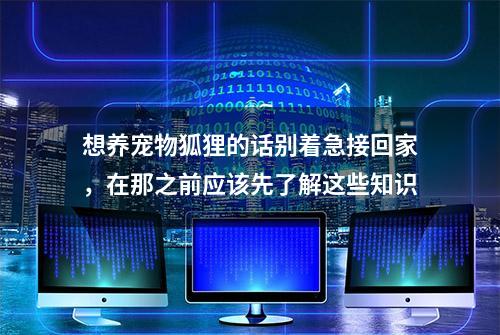 想养宠物狐狸的话别着急接回家，在那之前应该先了解这些知识