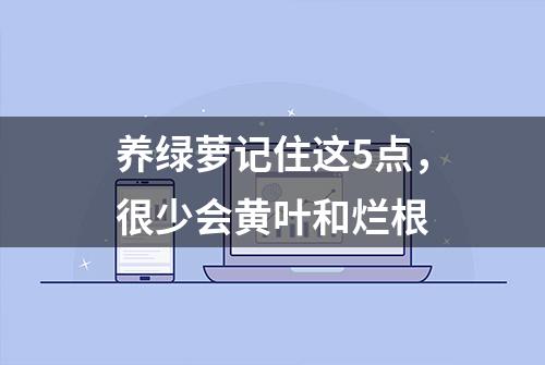 养绿萝记住这5点，很少会黄叶和烂根